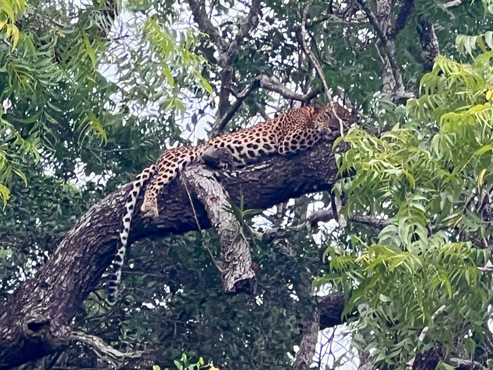 Kingfisher Beach Resort-Yala Kirinda  Eksteriør billede